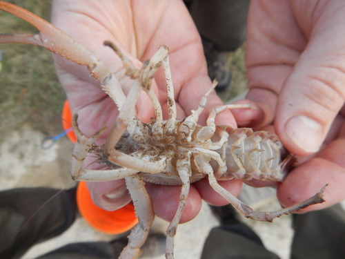 Procambarus parvus