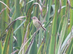 Pseudocolopteryx flaviventris
