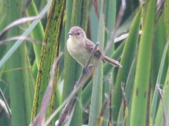 Pseudocolopteryx flaviventris