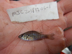 Lepomis humilis