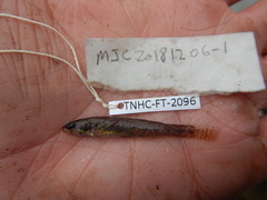Etheostoma gracile