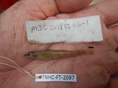 Etheostoma chlorosoma
