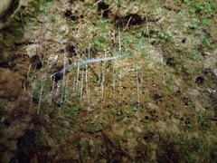 Arachnocampa luminosa