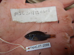 Lepomis miniatus