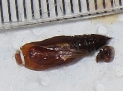 Chiasmia amarata amarata