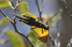 Schistocerca melanocera