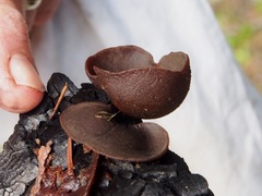 Daleomyces petersii