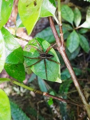 Dolomedes dondalei