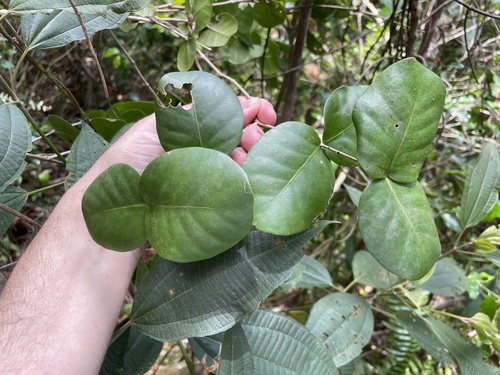 Psidium amplexicaule observed 2023-06-20