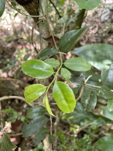 Maytenus ponceana