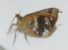 Chiasmia amarata amarata