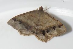 Chiasmia amarata amarata