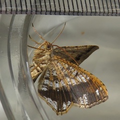 Chiasmia amarata amarata