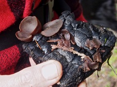Daleomyces petersii