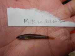 Etheostoma gracile