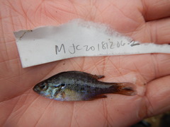 Lepomis humilis