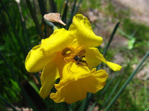 iNaturalist observation photo of Mecaphesa
