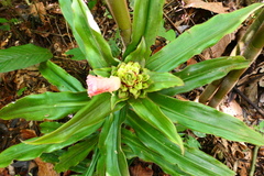 Costus asplundii