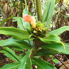 Costus asplundii