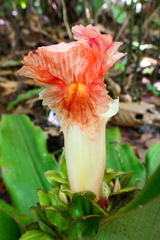 Costus asplundii