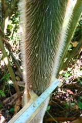 Costus asplundii