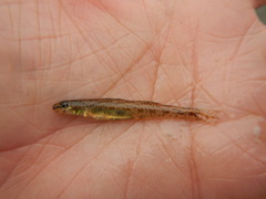 Etheostoma chlorosoma
