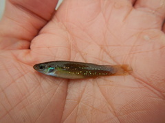 Fundulus chrysotus