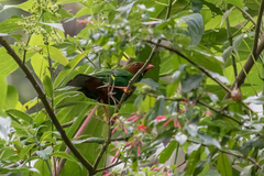 Chlorornis riefferii