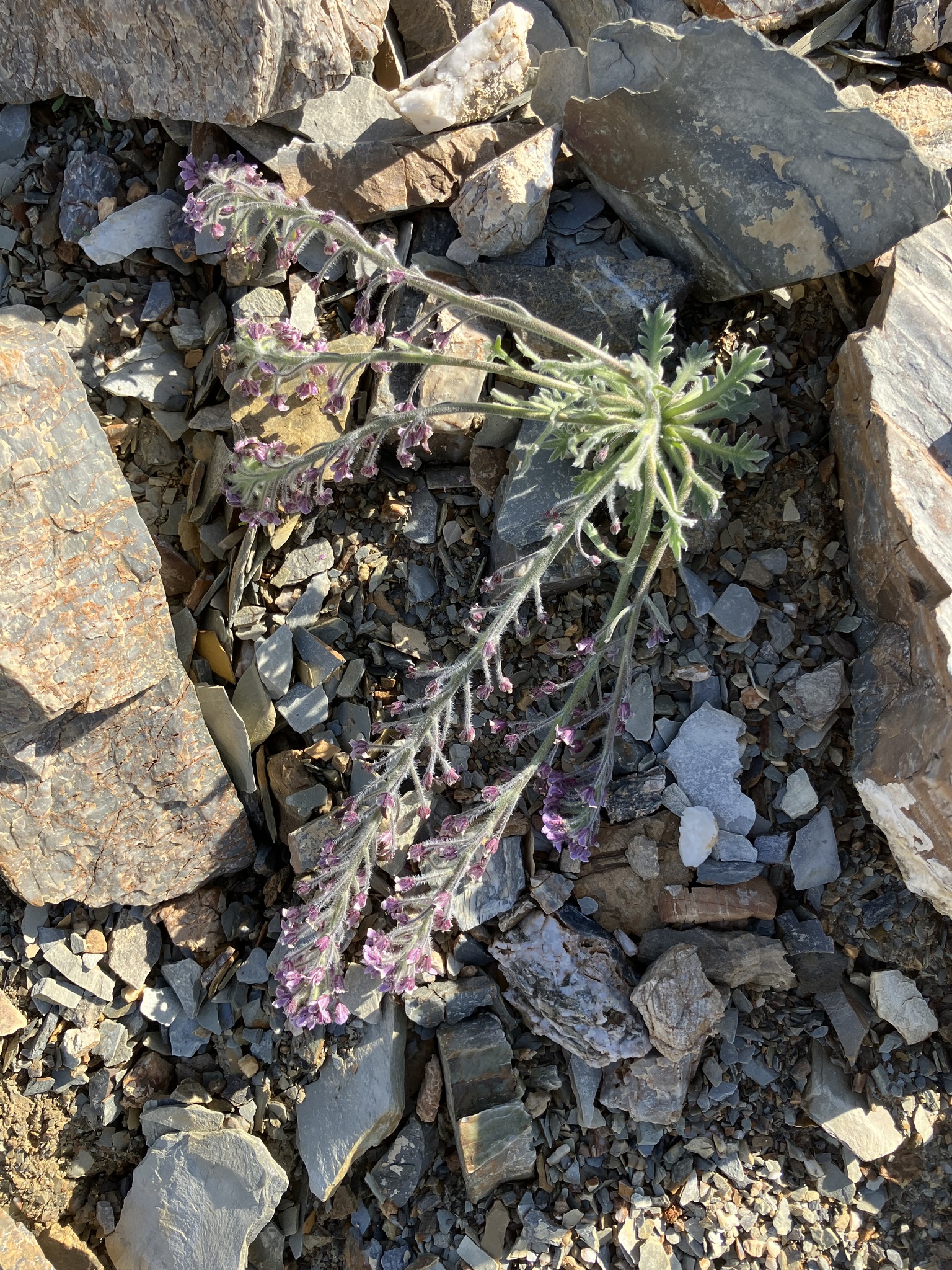 Smelowskia pyriformis