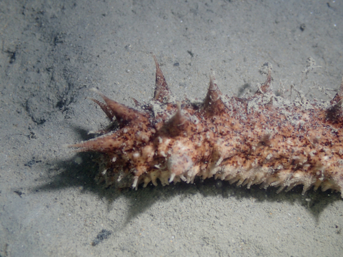 Holothuria tubulosa