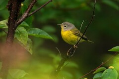 Leiothlypis ruficapilla image