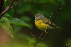 Leiothlypis ruficapilla image