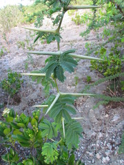 Vachellia tortuosa