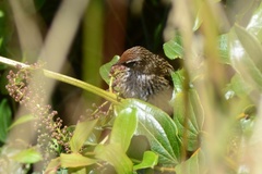 Poodytes punctatus punctatus