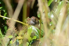 Poodytes punctatus punctatus