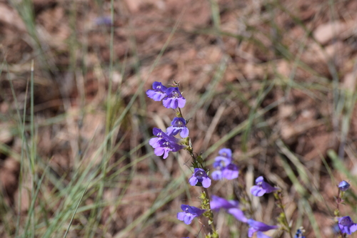Image of Penstemon strictiformis by (c) William Harmon, some rights reserved (CC BY)