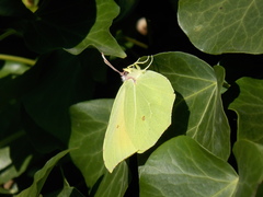 Gonepteryx