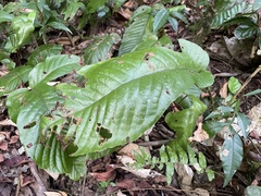 Hypoderris brownii image