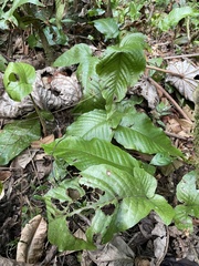 Hypoderris brownii image