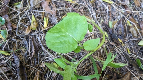 Solanum tuberosum