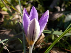 Crocus imperati