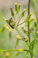 Rhypodes