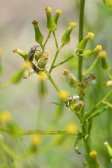 Rhypodes