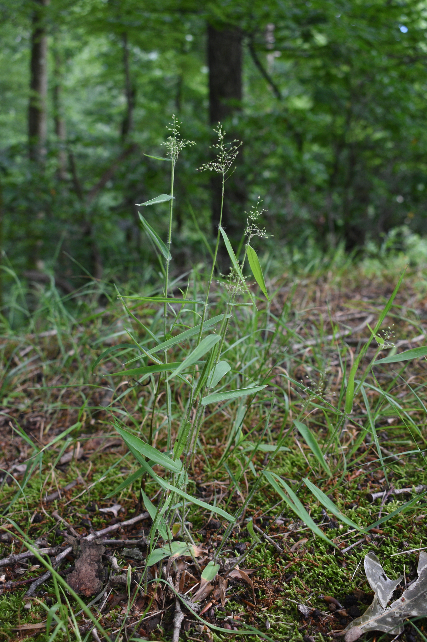 Dichanthelium acuminatum var. fasciculatum