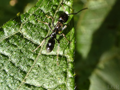 Neoponera
