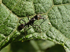 Neoponera