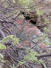 Psittacanthus sonorae