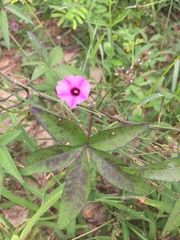 Ipomoea heptaphylla