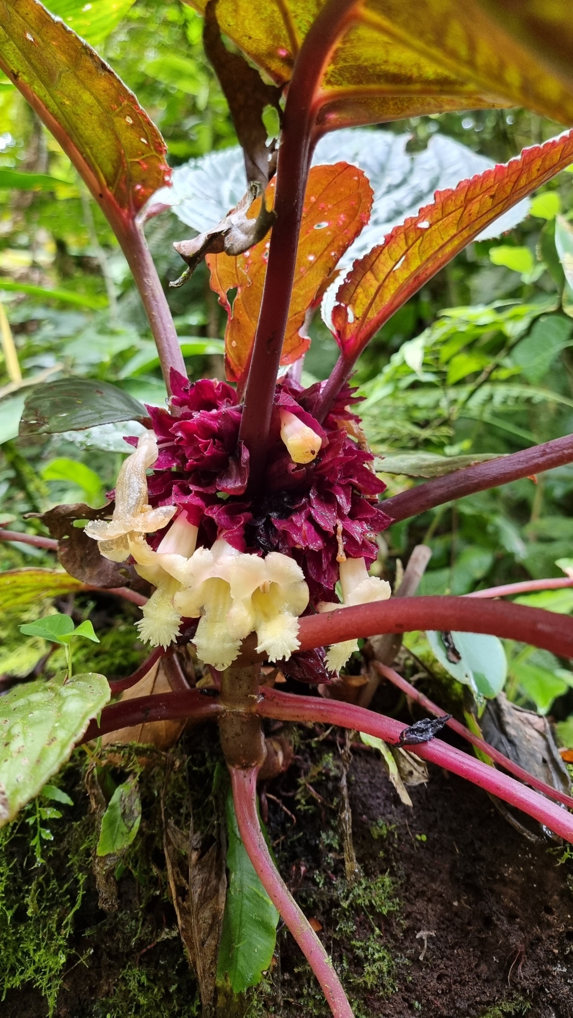 Drymonia turrialvae
