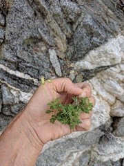 Pleurocoronis gentryi
